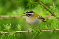 Kralicek ohnivy - Regulus ignicapilla - Firecrest o9560